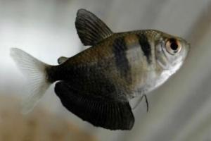 Black Skirt Tetra Thumbnail