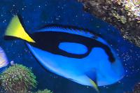 Blue Tang Thumbnail