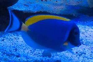 Powder Blue Tang