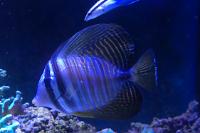 Sailfin Tang Desjardini Thumbnail