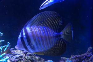 Sailfin Tang Desjardini