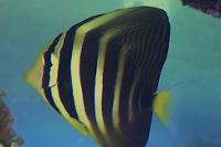 Sailfin Tang Thumbnail