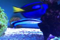 Cleaner Common Wrasse Thumbnail