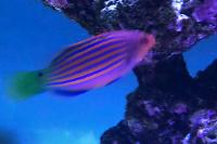 Six Line Wrasse Thumbnail