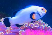 Wyoming White Clownfish Thumbnail