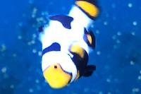 Picasso Clownfish Thumbnail