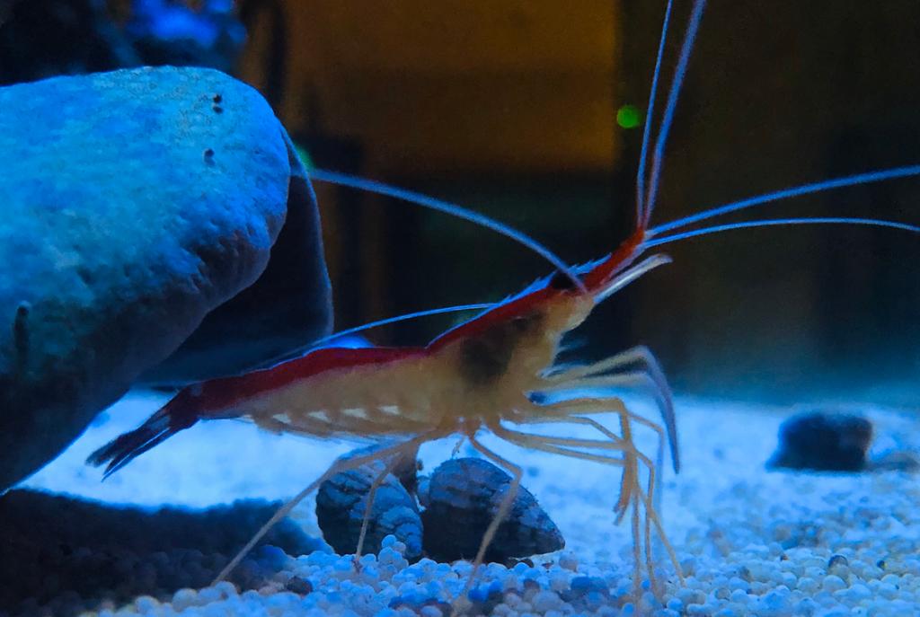 Red Line Cleaner Shrimp