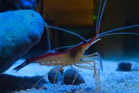 Red Line Cleaner Shrimp Thumbnail