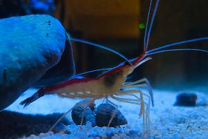 Red Line Cleaner Shrimp