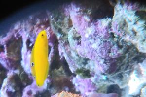 Yellow Coris Wrasse Thumbnail