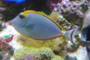 Blonde Naso Tang Thumbnail