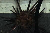 Pencil Urchin Thumbnail