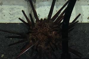 Pencil Urchin