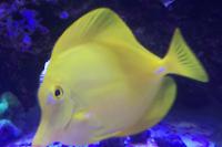 Yellow Tang