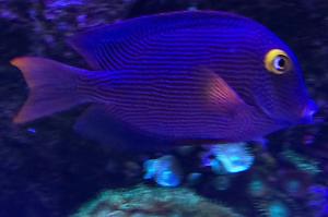 Kole Yellow Eye Tang