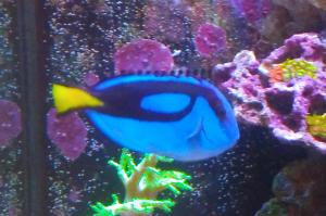 Blue Hippo tang Thumbnail