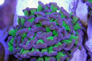 Hammer Coral Thumbnail