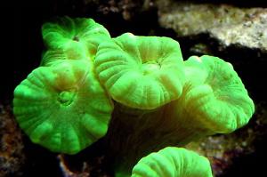 Trumpet Coral Thumbnail