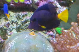 Purple Tang Thumbnail