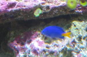 Yellow-tail blue damselfish Thumbnail