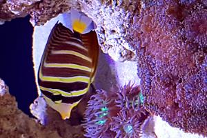 sailfin tang Thumbnail