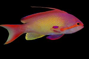 Lyretail Anthias male Thumbnail