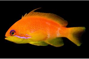 Lyretail Anthias female Thumbnail