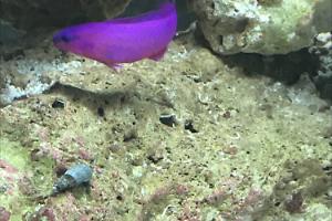 Orchid Dottyback Thumbnail