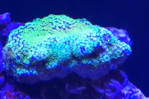 Rainbow Montipora Thumbnail