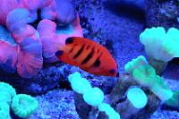 Flame Angelfish Thumbnail