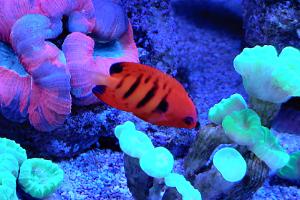 Flame Angelfish Thumbnail