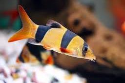 Clown Loach Thumbnail