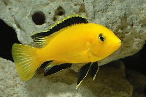 Electric Yellow Cichlid Thumbnail