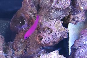 Orchid dottyback Thumbnail