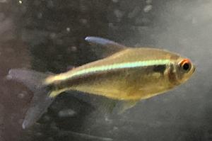 Black Neon Tetra Thumbnail