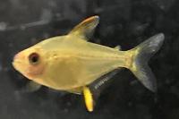 Lemon Tetra Thumbnail