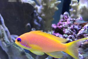 Jewel Anthias Thumbnail