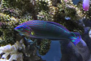 Melannurus Wrasse Thumbnail