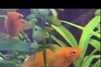 Red Sunset Sailfin Molly Thumbnail