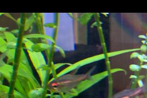 Glowlight Tetra Thumbnail