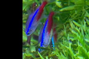 Neon Tetra Thumbnail