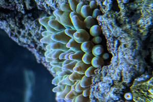 bubble tip anemone Thumbnail