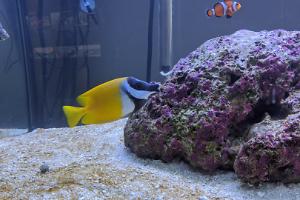 Foxface Rabbitfish Thumbnail