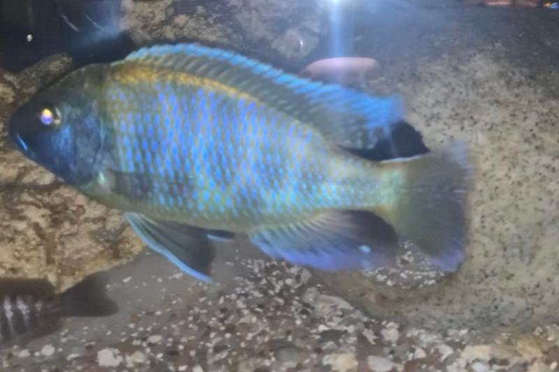 125 African Cichlid  Thumbnail