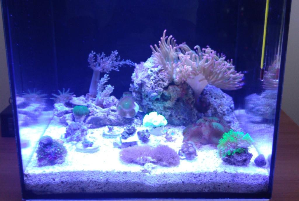 Pico Reef on Apr 1, 2020