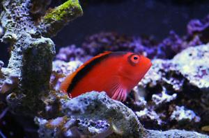 Flame hawkfish Thumbnail