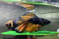 Betta Thumbnail