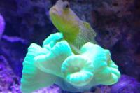 Yellow Watchman Goby Thumbnail