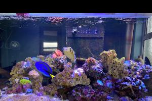 My Tank RS Reefer350 Thumbnail