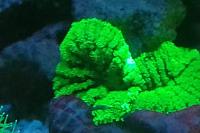 Mushroom Coral Thumbnail